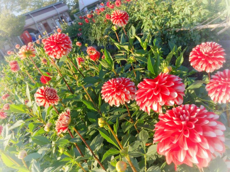 【体験レポ】川西ダリヤ園（川西町）ダリアガーデンマーケット（2021年）｜約10万のダリアが咲き誇る公園！