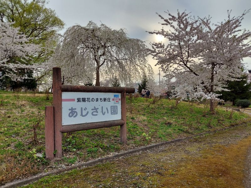 最上公園ーあじさい公園