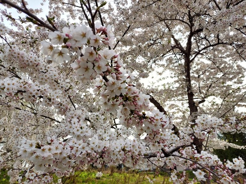 最上公園ー桜