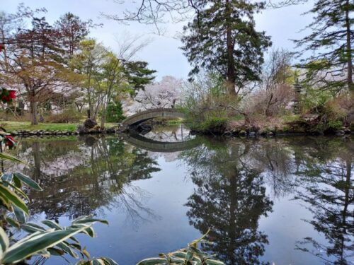 最上公園ー桜２