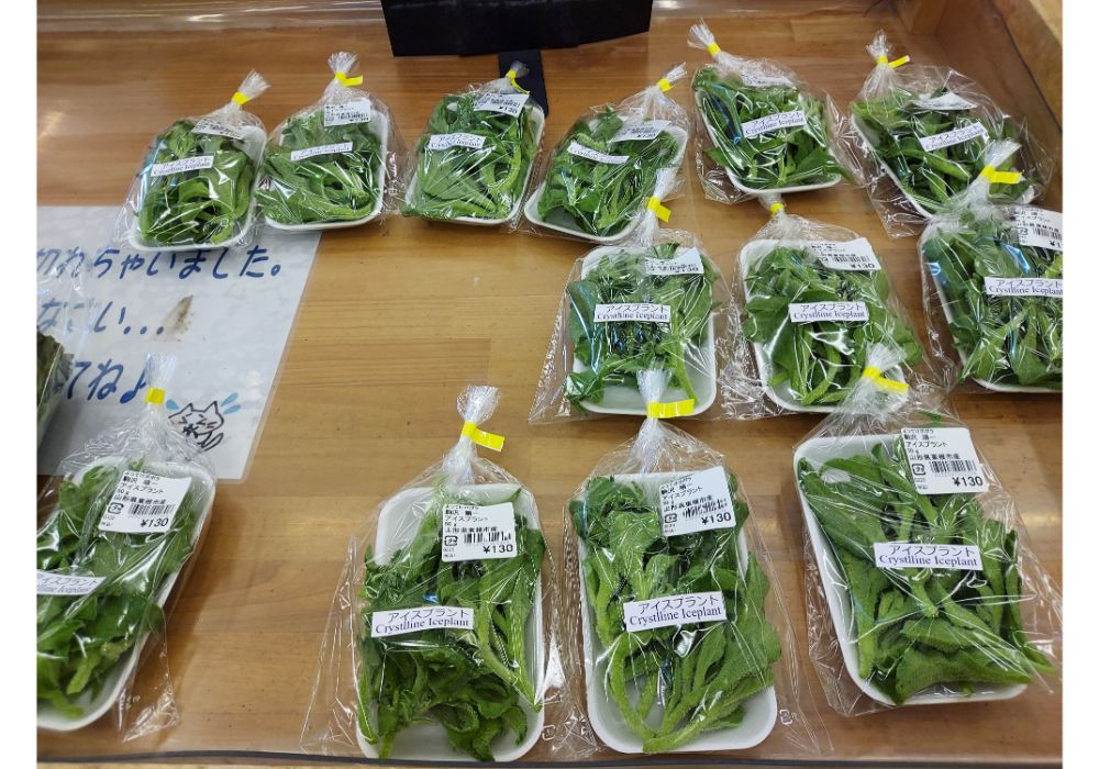 よってけポポラー特産品24