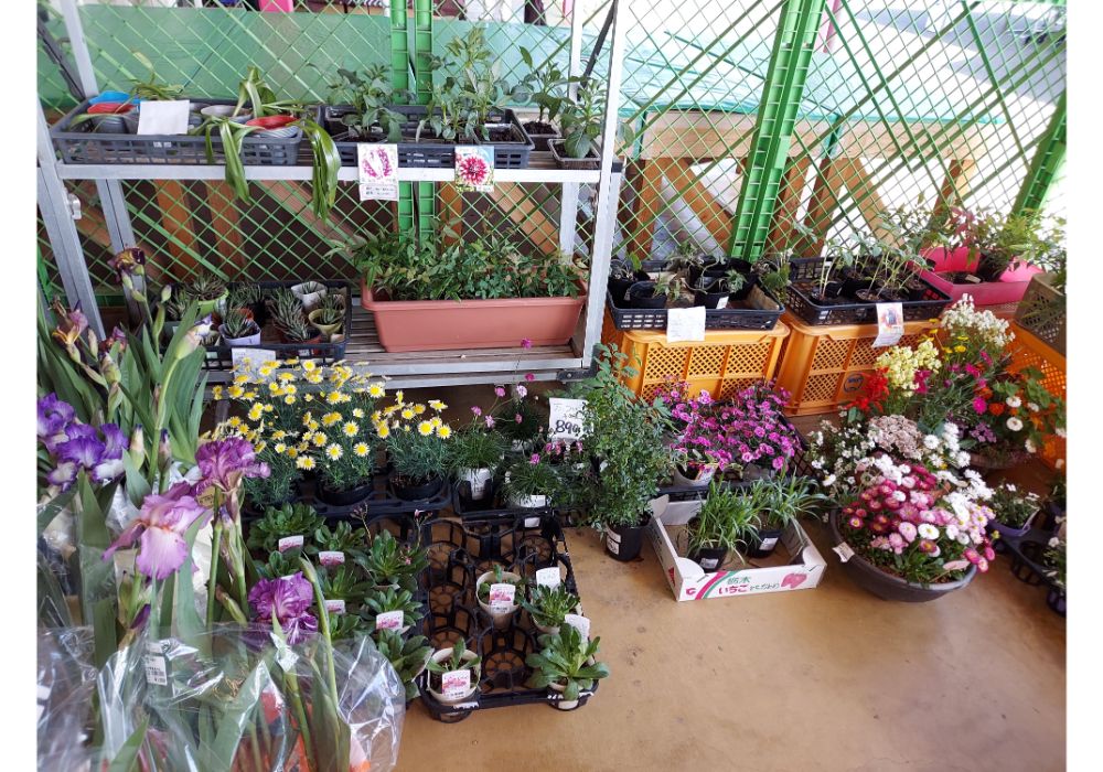 よってけポポラー特産品34