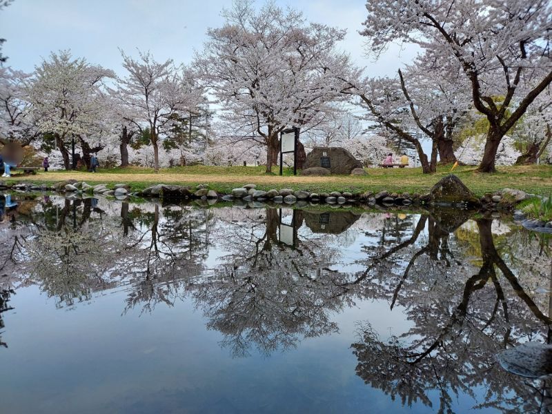 最上公園ー桜１