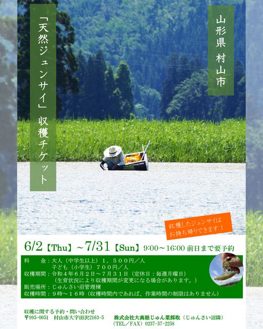 【山形イベント情報6/2〜7/31】天然ジュンサイの収穫チケットが販売されるようです！