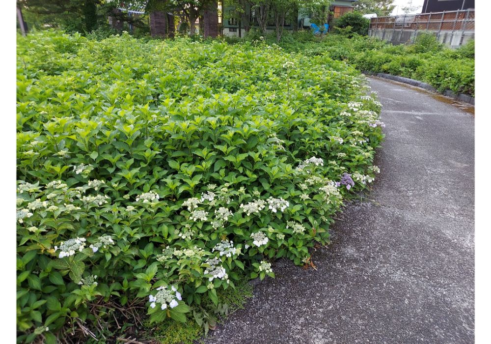 あじさいの杜ー散策２４