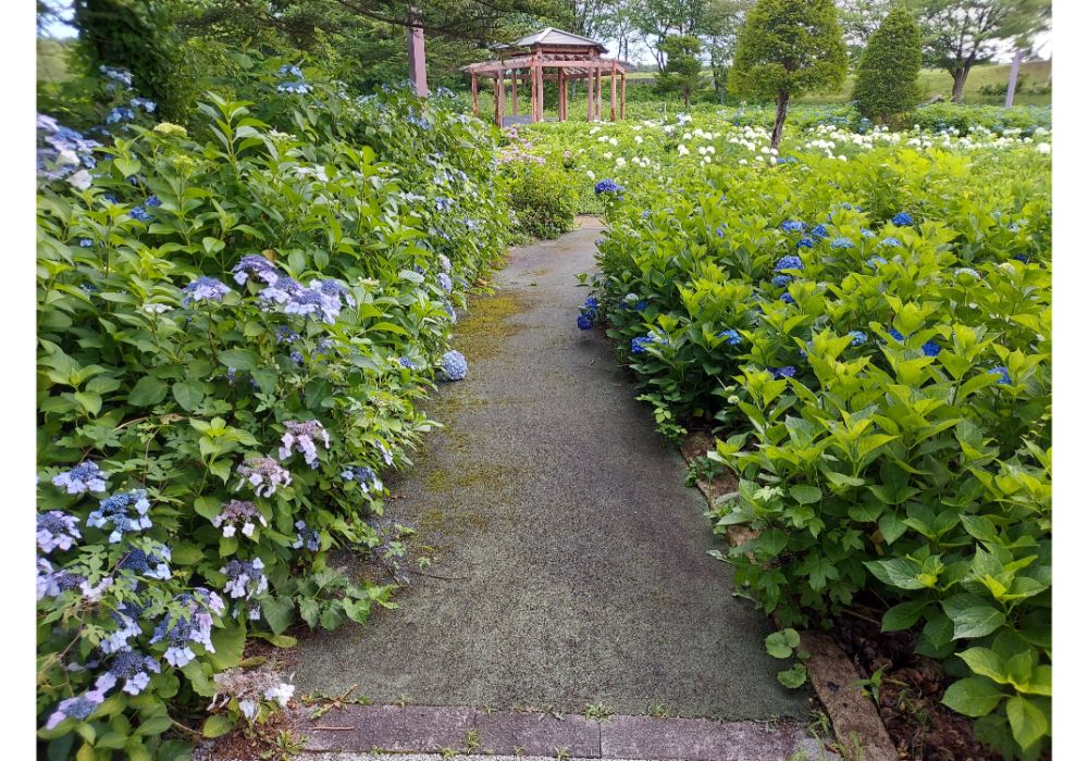 あじさいの杜ー散策５