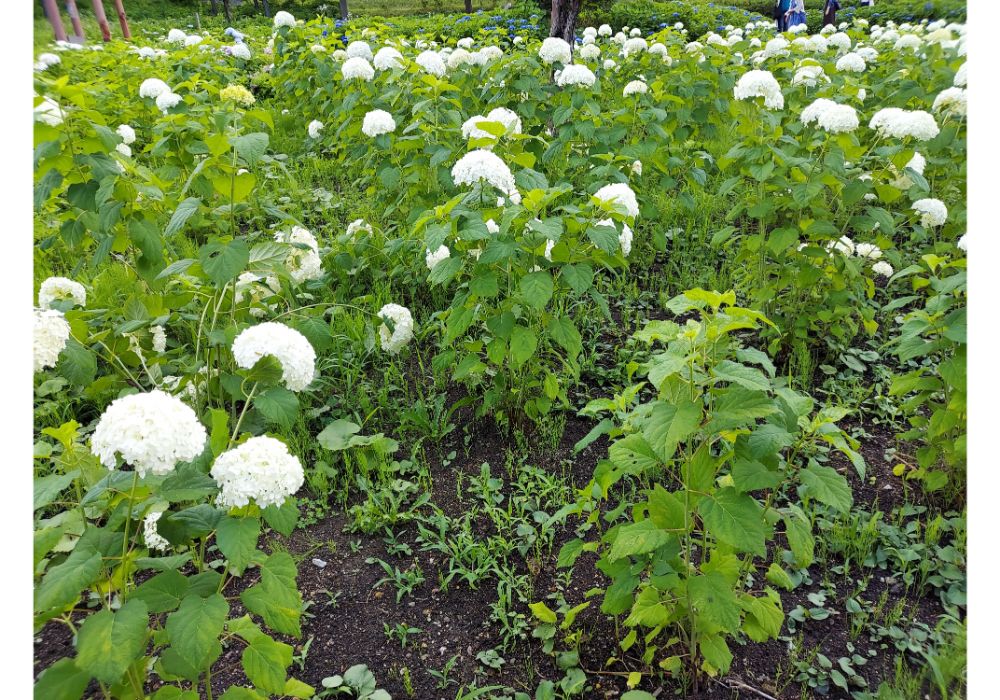 あじさいの杜ー散策１０