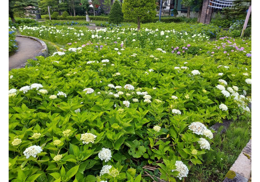 あじさいの杜ー散策１２