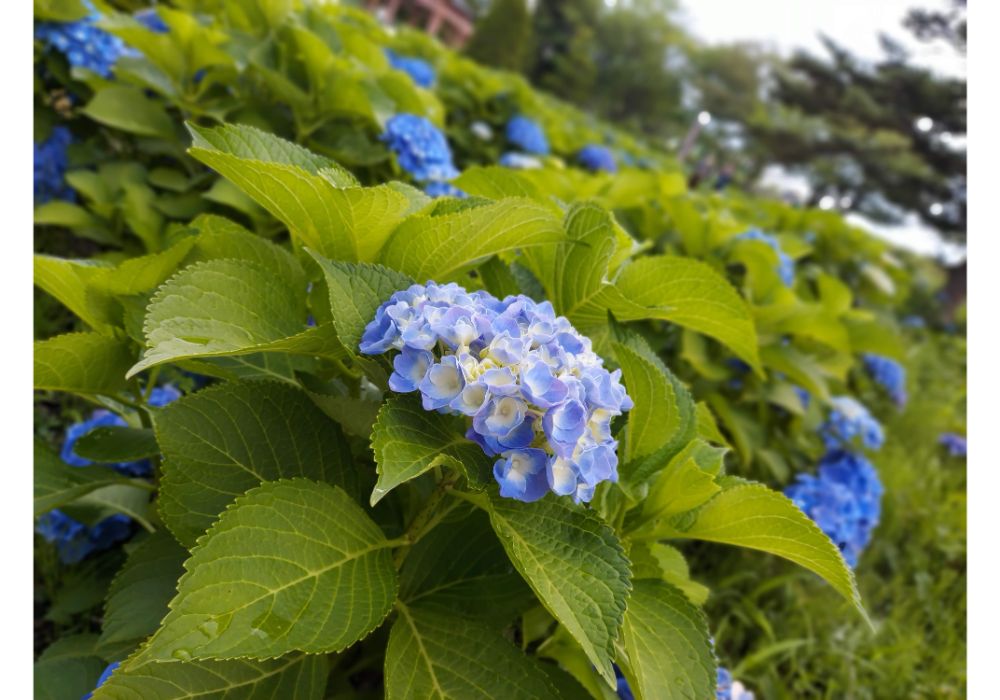 あじさいの杜ー散策１５