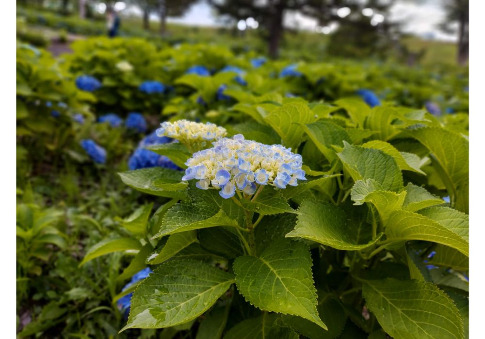 あじさいの杜ー散策１６