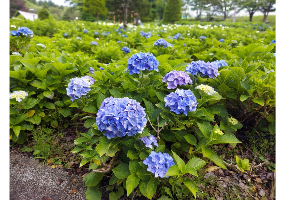 あじさいの杜ー散策17