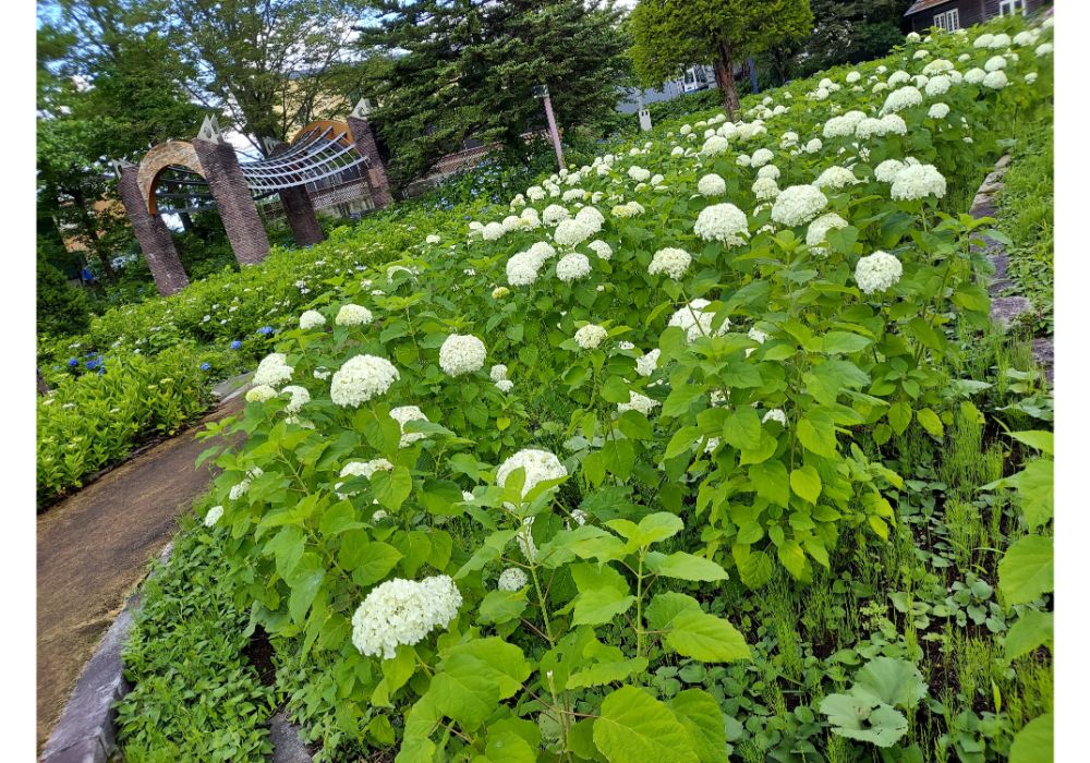 あじさいの杜ー散策１８