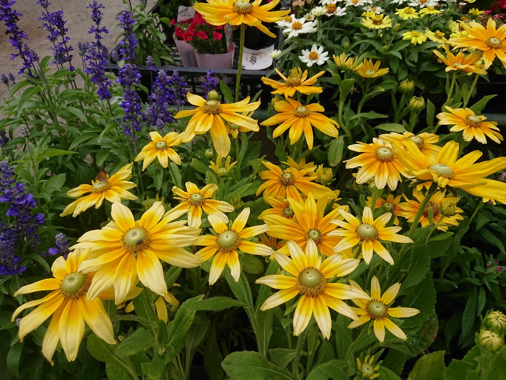 Hutte&MossGarden　苔専門店６_copy_1024x768