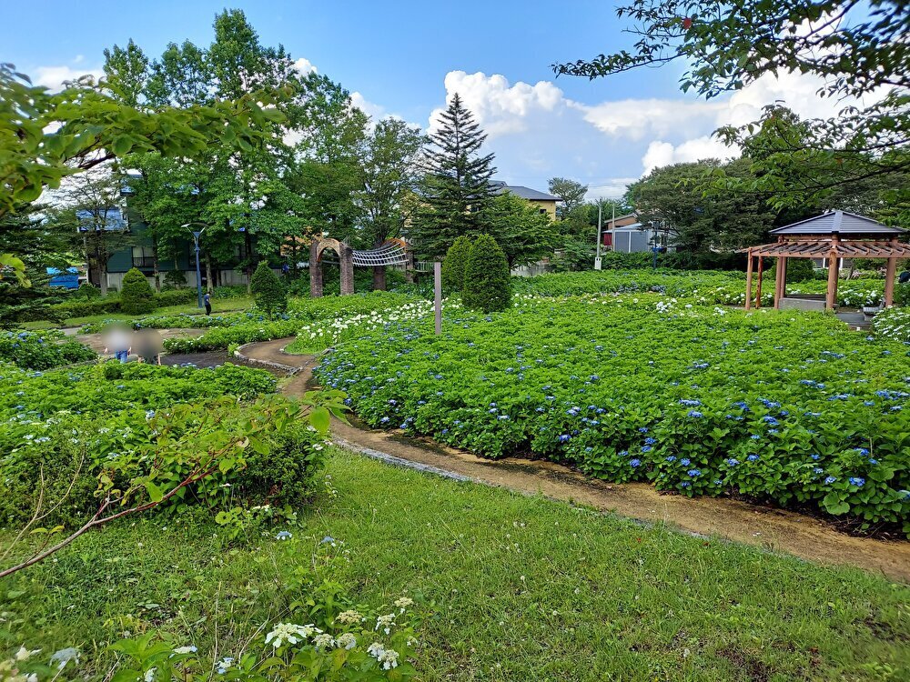 あじさいの杜ー散策２２