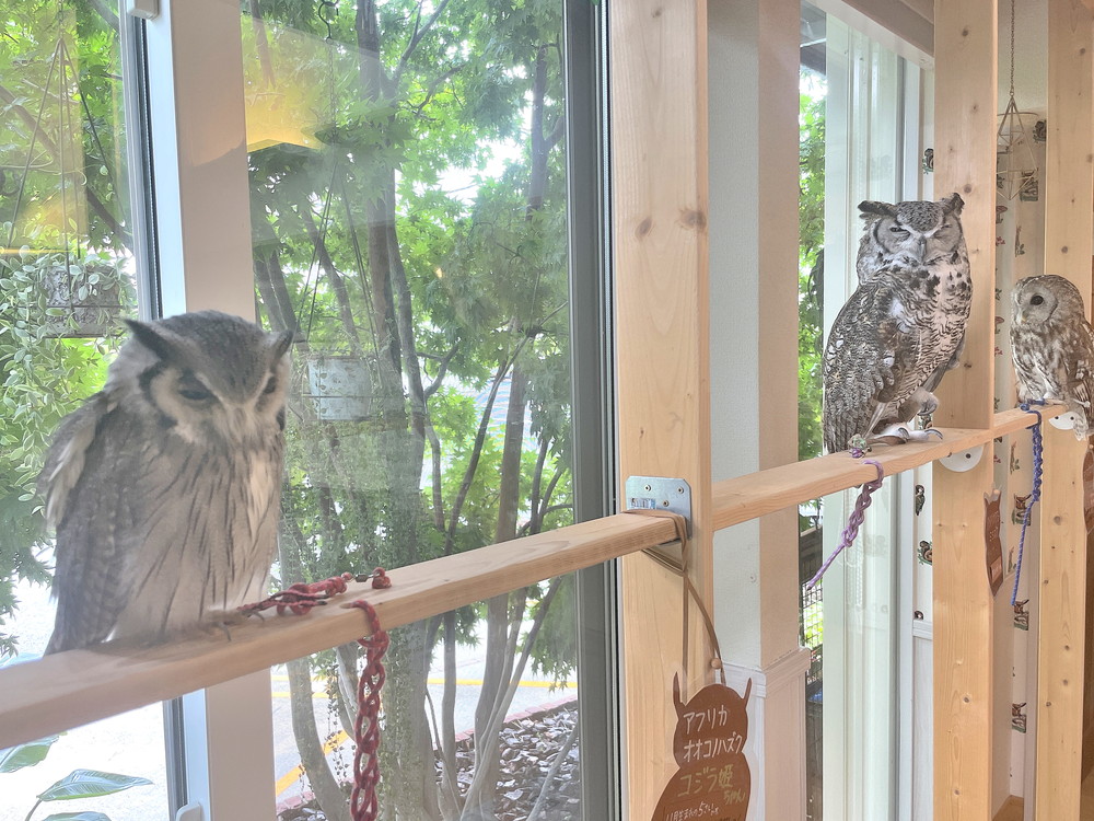 オウルムーン-ふくろう②