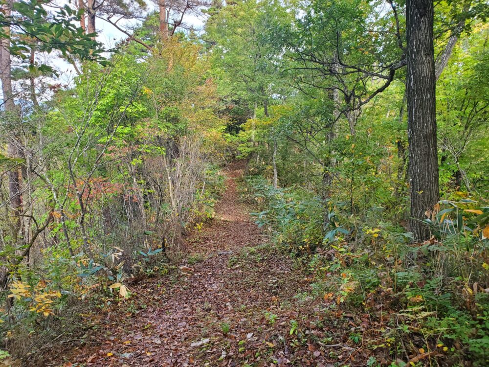 南陽市総合公園ー山道