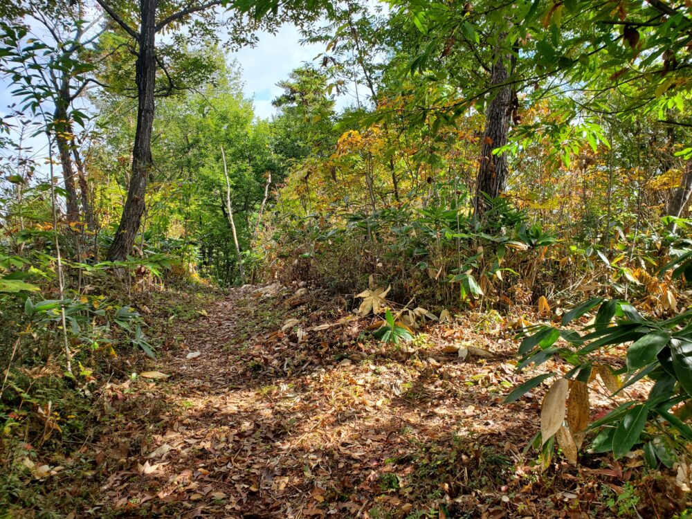 南陽市総合公園ー山道