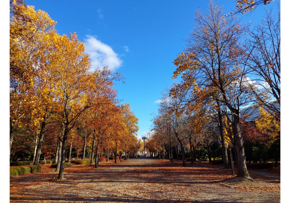山形県総合運動公園ー散策３