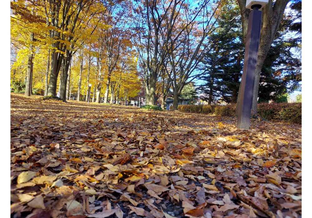 山形県総合運動公園ー散策８