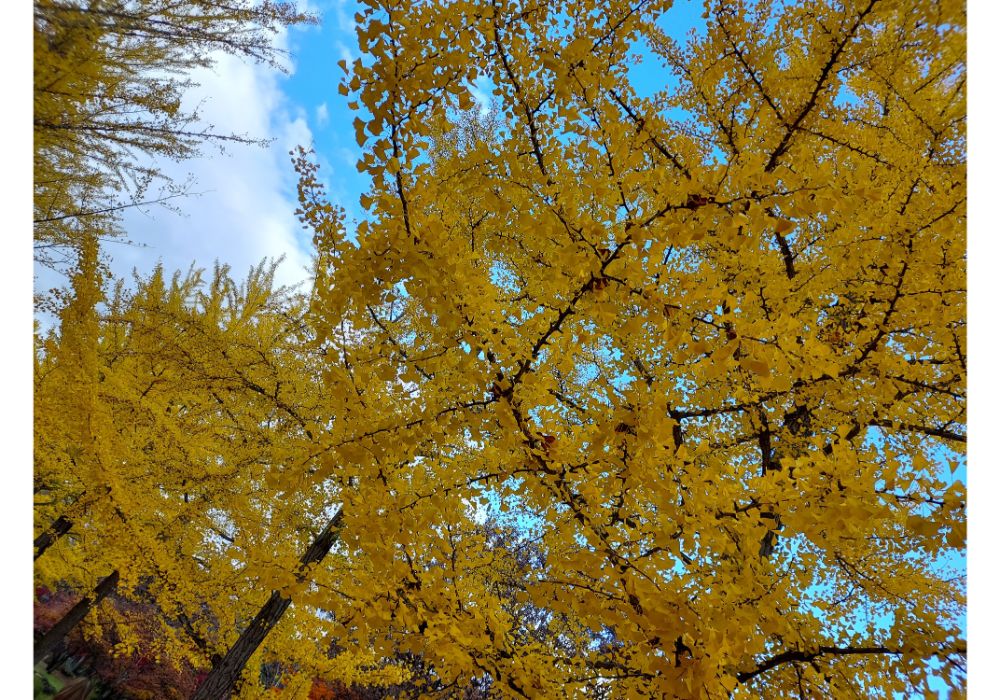 山形県総合運動公園ー散策１３