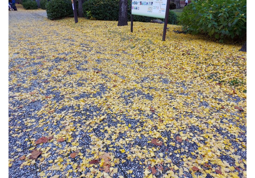 山形県総合運動公園ー散策１４