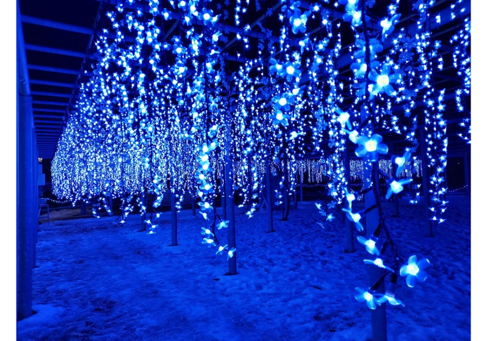 藤島イルミネーションー散策5