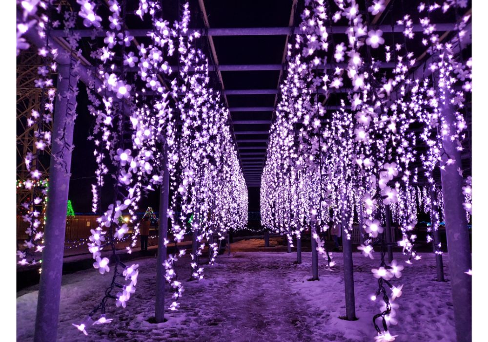 藤島イルミネーションー散策6