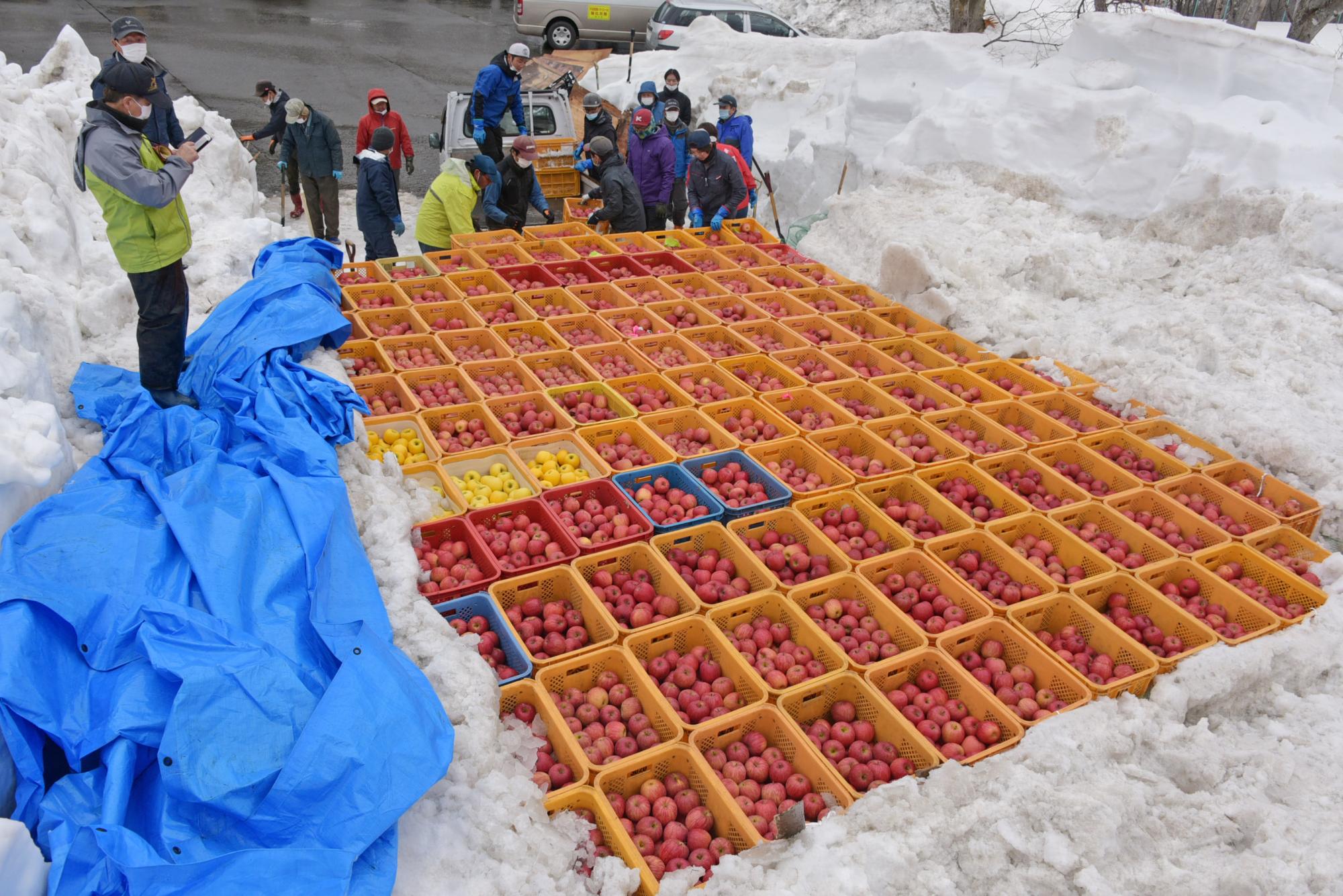 2022-0404_yukiringo04[1]