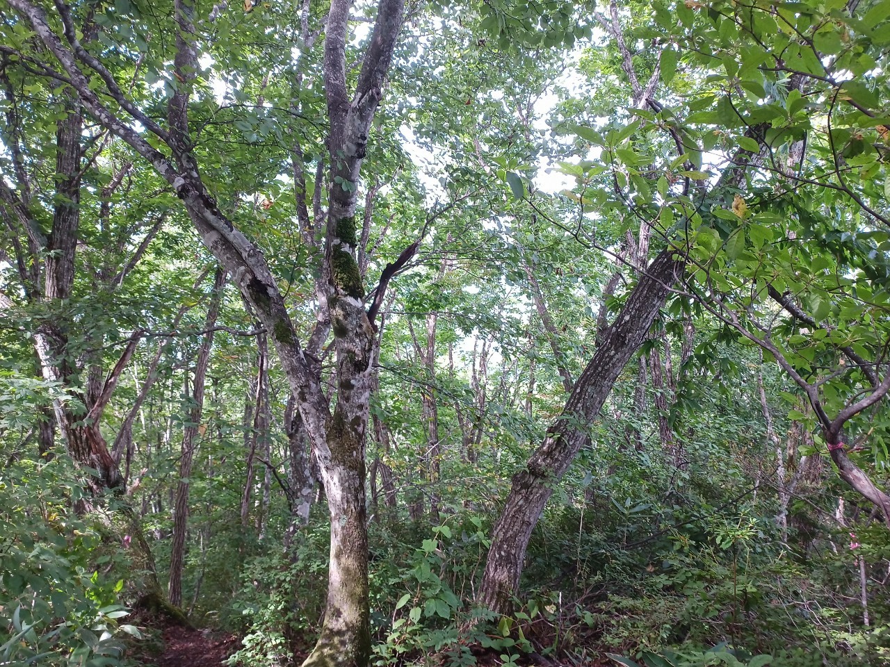 LINE_ALBUM_22025 雨呼山（あめよばりやま）登山_221002_204