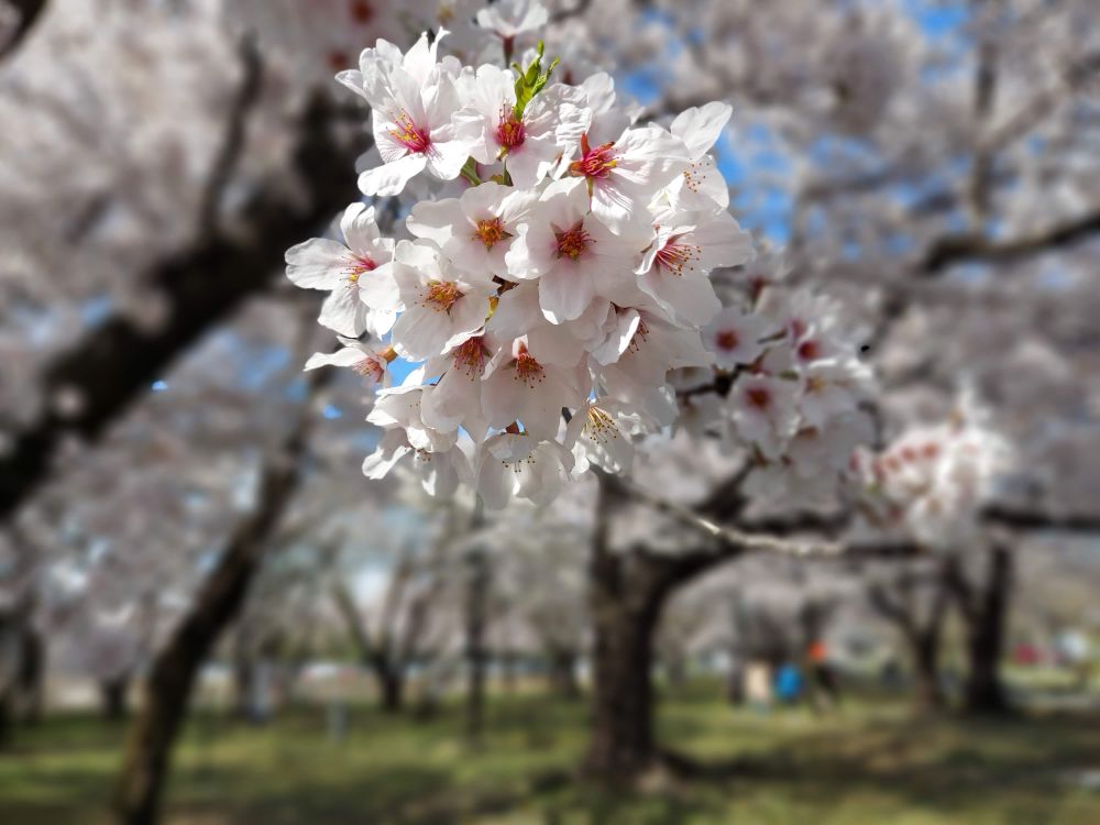 霞城公園ー散策20