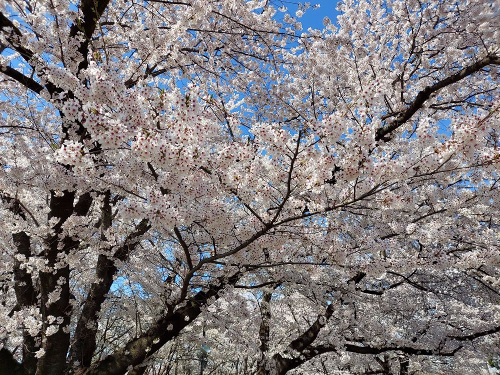 霞城公園ー散策2