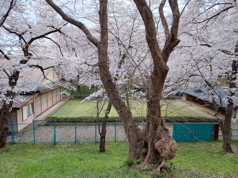霞城公園ー散策１２