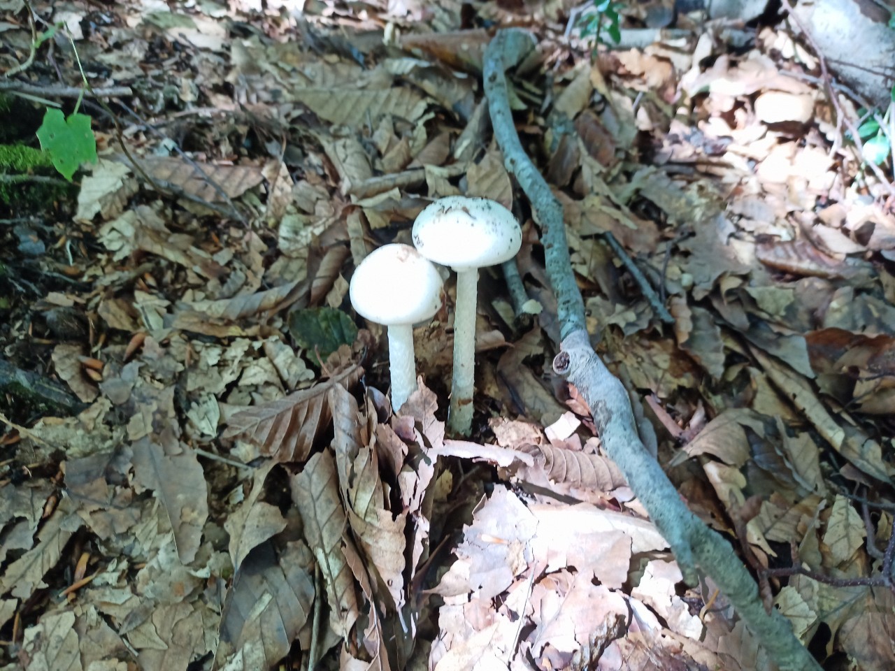 LINE_ALBUM_22025 雨呼山（あめよばりやま）登山_221002_144