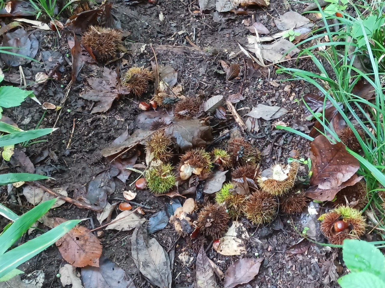 LINE_ALBUM_22025 雨呼山（あめよばりやま）登山_221002_135