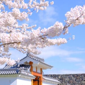 桜並木の道 水彩画 2023年額装済み(YRP公園) 桜並木の道 水彩画 2023年額装済み(YRP公園) すみません