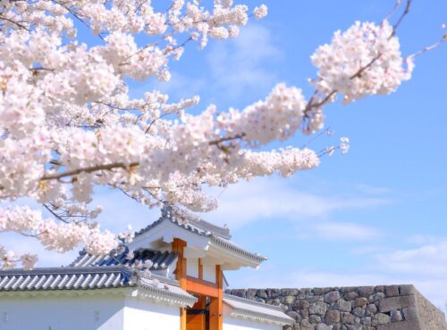 桜並木の道 水彩画 2023年額装済み(YRP公園) 桜並木の道 水彩画 2023年額装済み(YRP公園)