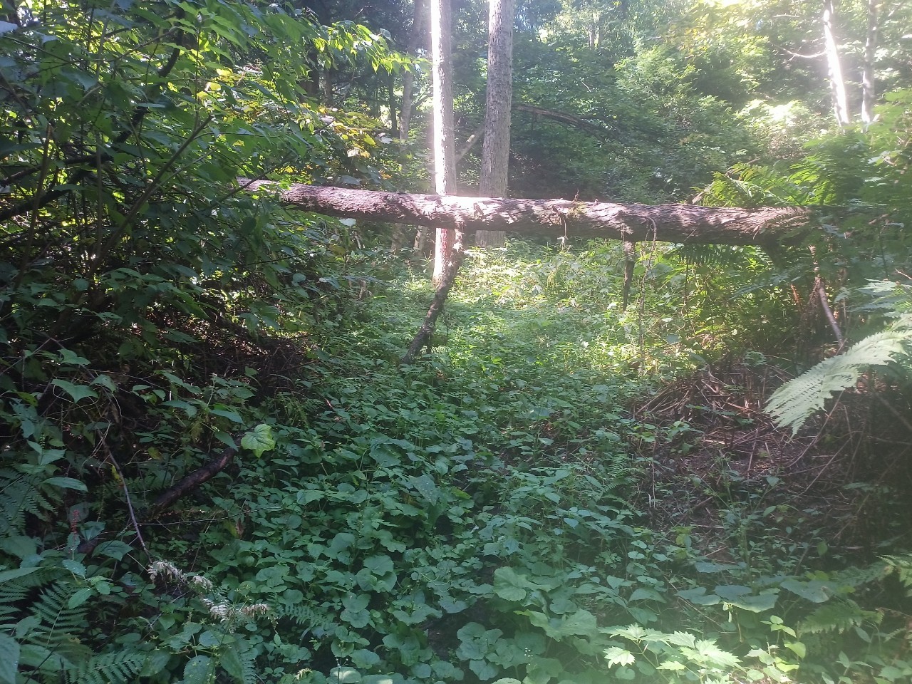 LINE_ALBUM_22025 雨呼山（あめよばりやま）登山_221002_109