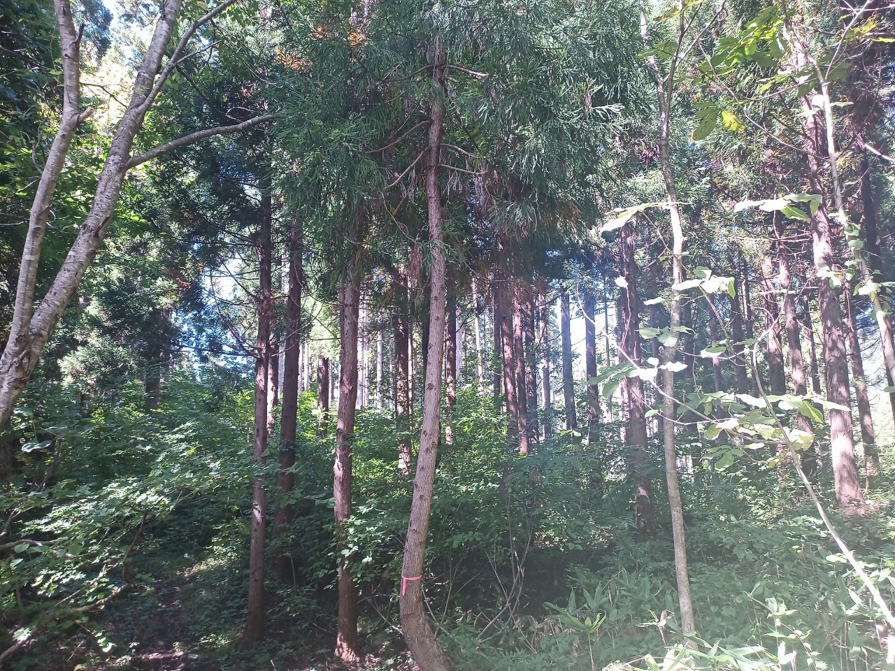 LINE_ALBUM_22025 雨呼山（あめよばりやま）登山_221002_102