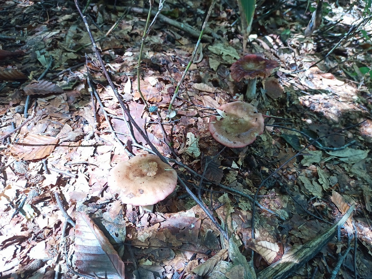 LINE_ALBUM_22025 雨呼山（あめよばりやま）登山_221002_141