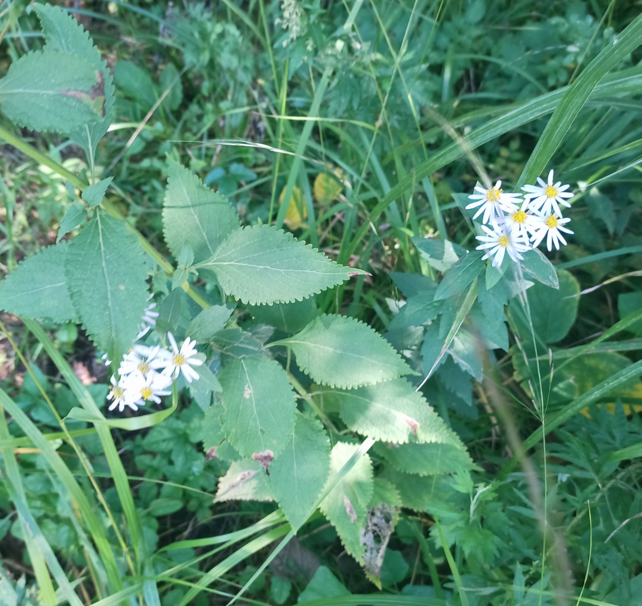 LINE_ALBUM_22025 雨呼山（あめよばりやま）登山_221002_68