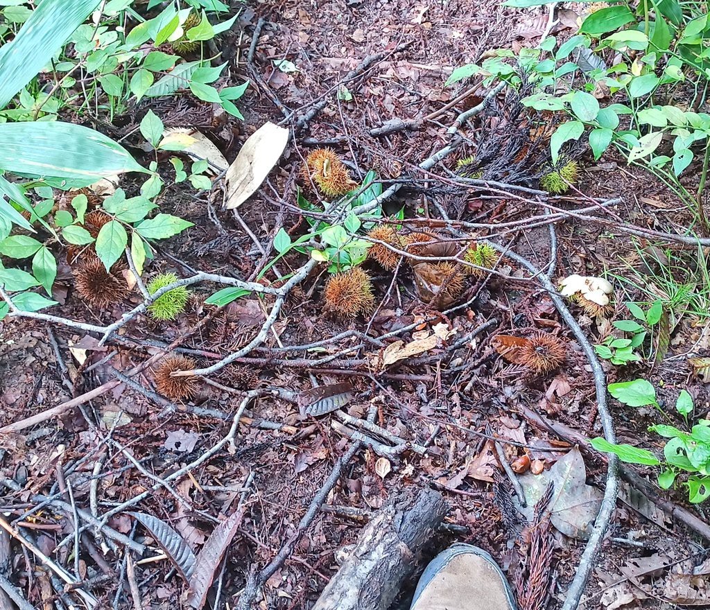 LINE_ALBUM_22025 雨呼山（あめよばりやま）登山_221002_138