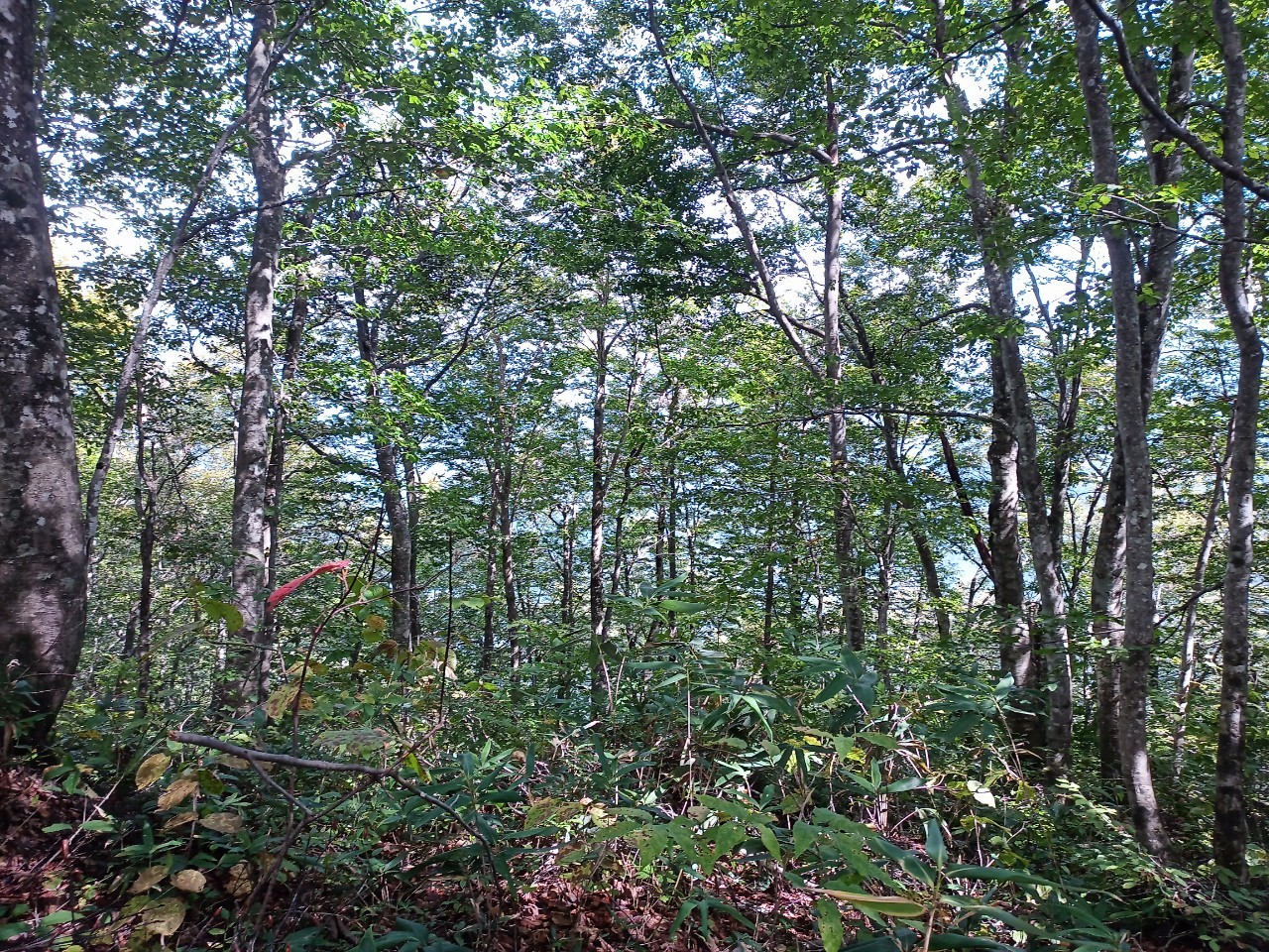 LINE_ALBUM_22025 雨呼山（あめよばりやま）登山_221002_142