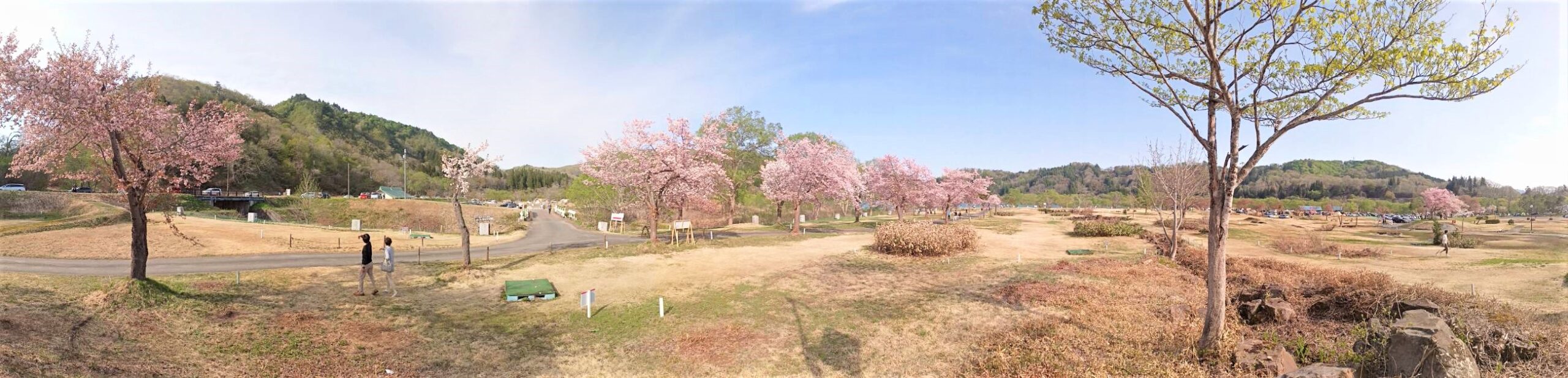 湖畔公園の八重桜パノラマ②