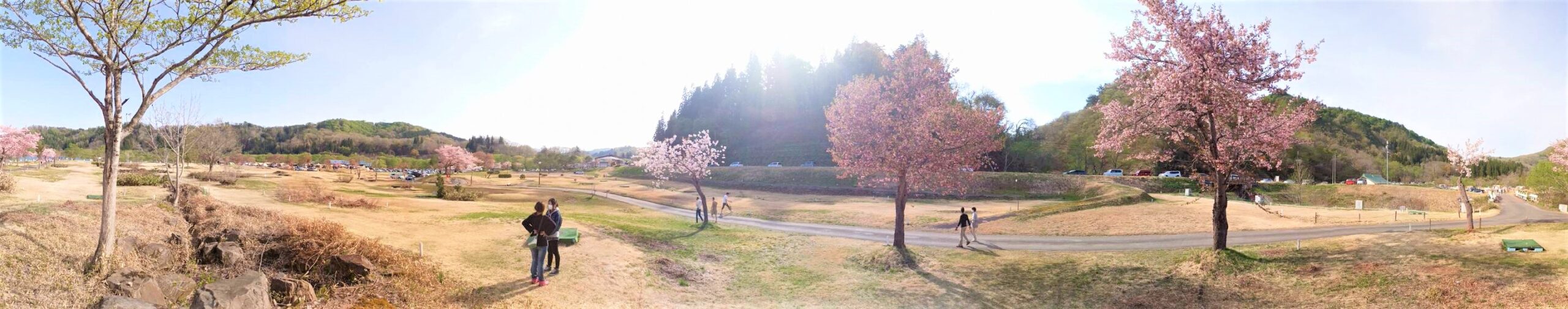 湖畔公園の八重桜パノラマ①