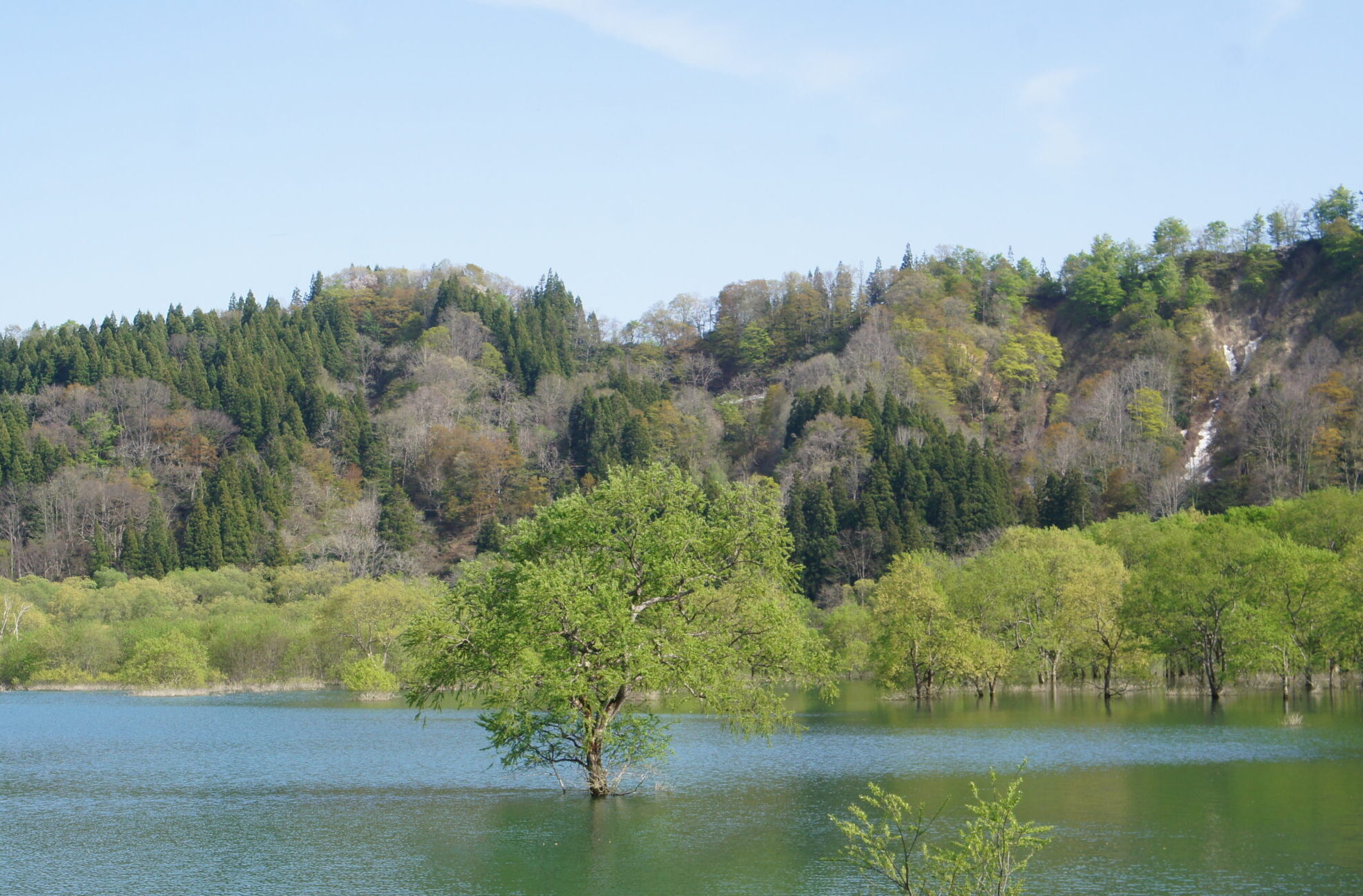 【山形観光レポ】白川湖（飯豊町）の水没林を見てきました。約ひと月限定で見られる幻想的な風景を堪能。