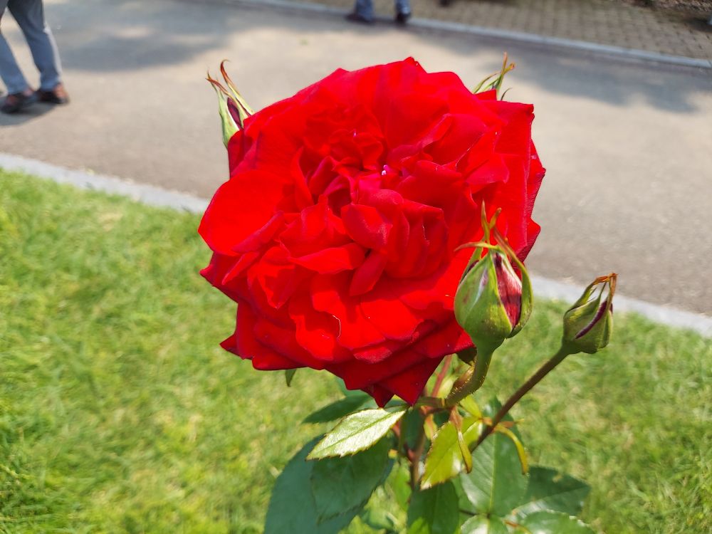 バラまつりー１６