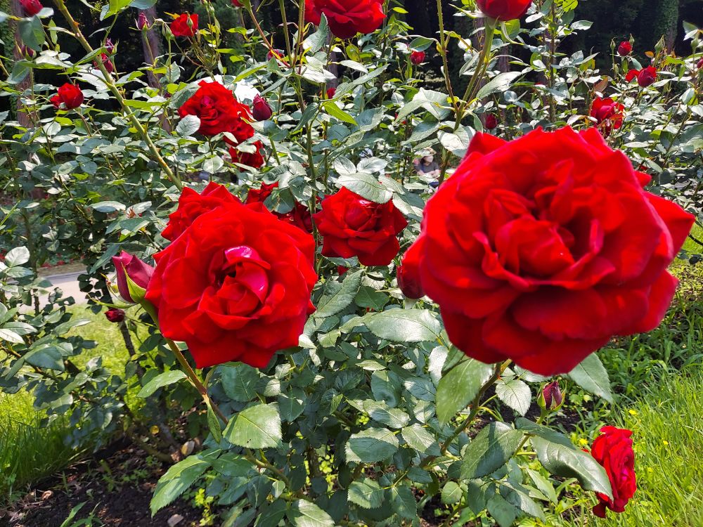 バラまつりー１５