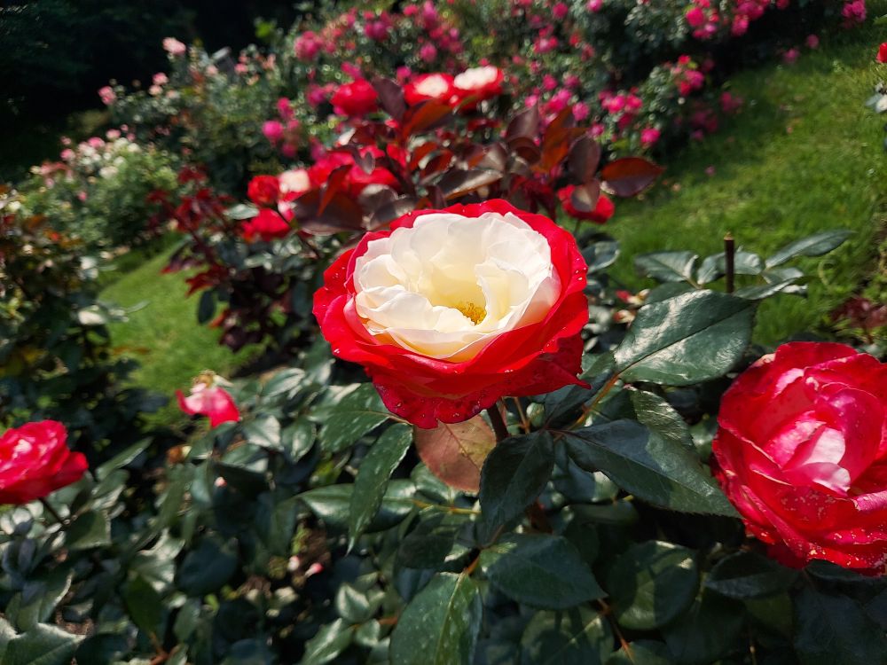 バラまつりー１７