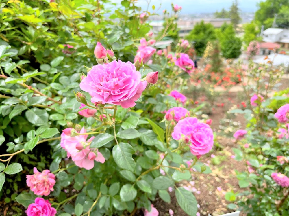バラまつり3
