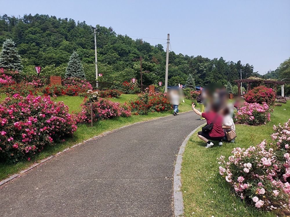 バラまつりー１３